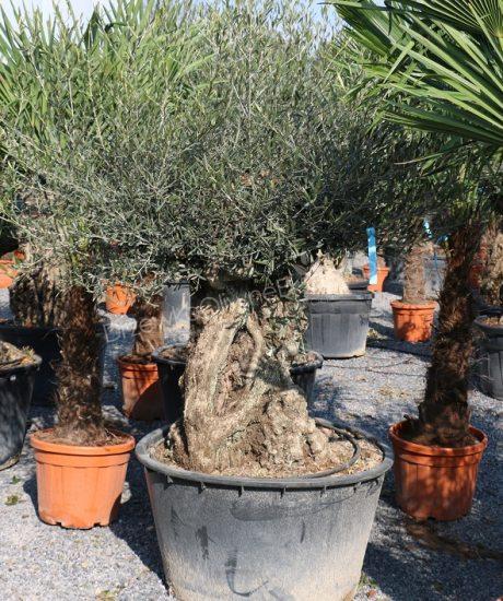 DRZEWO OLIWNE 'BONSAI'