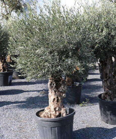 DRZEWO OLIWNE 'BONSAI'