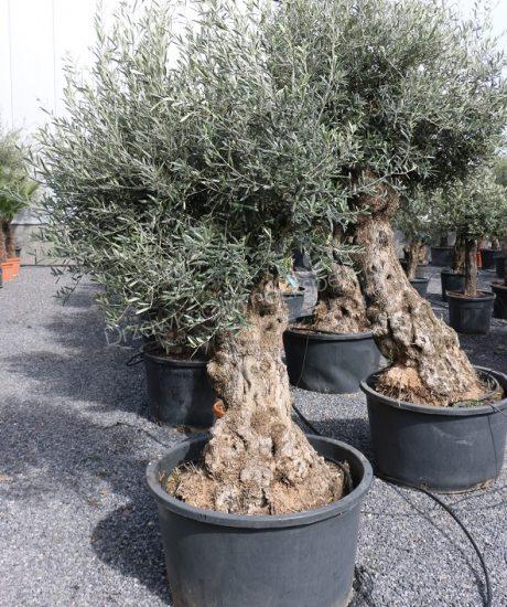 DRZEWO OLIWNE 'BONSAI'
