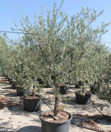 Drzewo oliwne 'Forma Toscana'